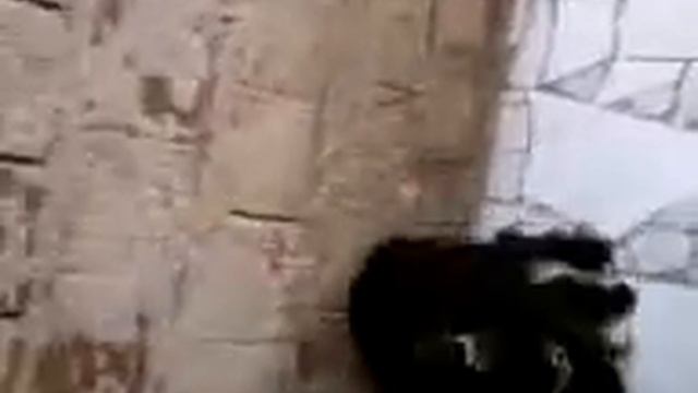 cadela coçando o bumbum смотреть онлайн