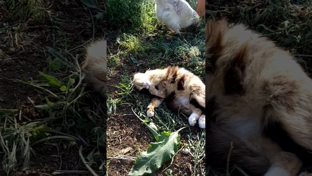Кошка 🙀 выгрела в марте 2021г.цыплят, а потом взрослых кур охраняет🐔🐓🐔. смотреть онлайн