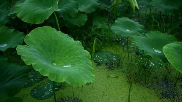 30 minutes of Rain Sounds on Lotus Leaves, Sleeping, Studying, Relax, Meditation, Clam & Healthy смотреть онлайн