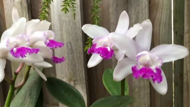 Cattleya intermedia и пару слов о моем уходе смотреть онлайн