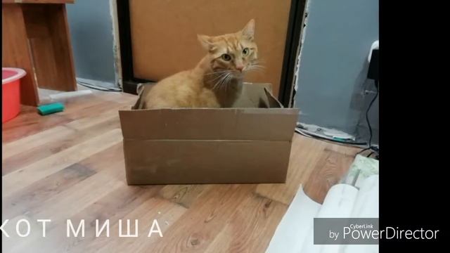 Фото Мишки. Во время ремонта смотреть онлайн