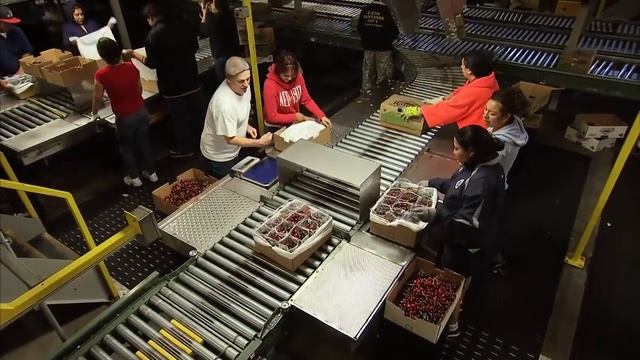 Washington Cherry Harvest - America's Heartland смотреть онлайн