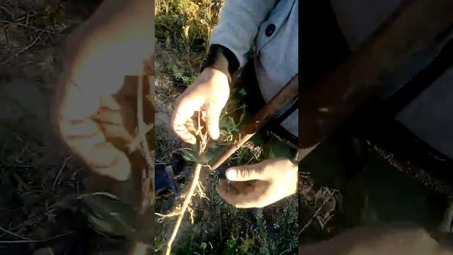 Корень сапожниковии и как его добыть. смотреть онлайн