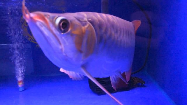 ASIAN AROWANA STORE TOUR | 1,200 Gallon Monster Tank | Blue Crystal Aquarium смотреть онлайн