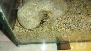 Скорпионы роют норы в песке (scorpions dig holes in the sand)
