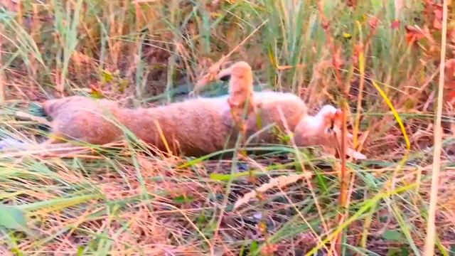 Свободная прогулка кота Чаузи F1