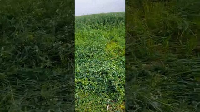 Горохо-овсяная смесь на сенаж. смотреть онлайн