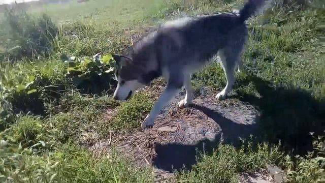 Аляскинский Маламут и река | Alascan Malamute And River