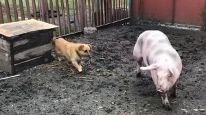 Обзор поросят породы ПЬЕТРЕН в нашем хозяйстве.