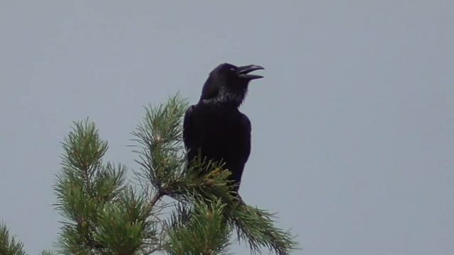 THE BLACK RAVEN. A voice, a cry, a roll call of ravens смотреть онлайн