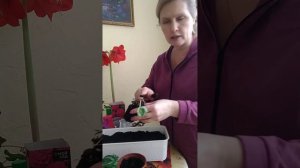 Пересадка цикламена после цветения.