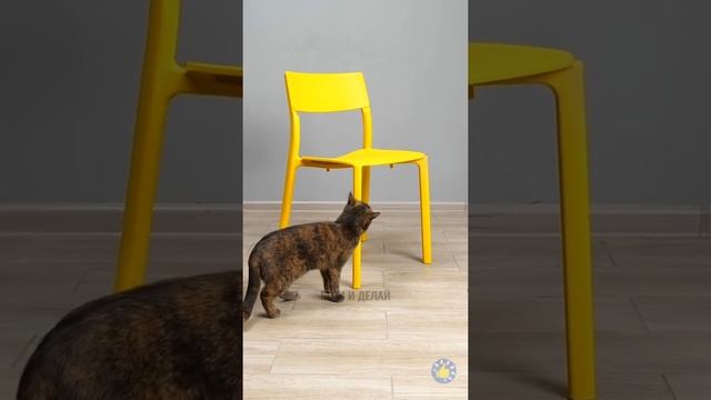 20+ БЕСЦЕННЫХ ПОДЕЛОК, ГАДЖЕТОВ И ЛАЙФХАКОВ ДЛЯ ВЛАДЕЛЬЦЕВ ДОМАШНИХ ЖИВОТНЫХ смотреть онлайн