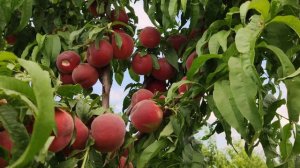 Сорт персика Манон 20.07.2020  persikovod.com