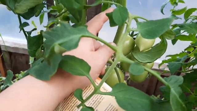 Какие томаты не требуют пасынкования. смотреть онлайн