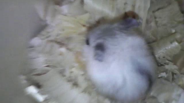 Укусил хомяк! (было на паузе) смотреть онлайн