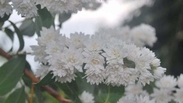 Paveto primavera Maggio 2009-2 смотреть онлайн