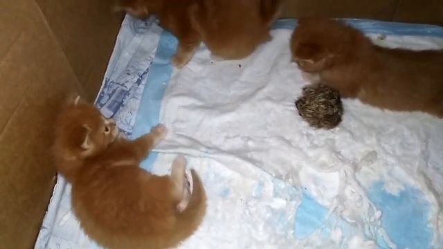 новорожденные котята Мейн-кун / Maine Coon смотреть онлайн