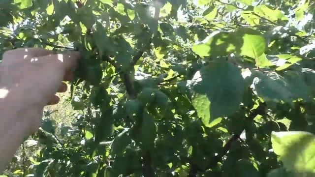 ПЕРЕЕЗД В ДЕРЕВНЮ \\ КЛИМАТ ПСКОВСКОЙ ОБЛАСТИ смотреть онлайн