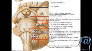 Ствол и основание головного мозга, 12 пар ЧМН. Лекция. Анатомия головного мозга