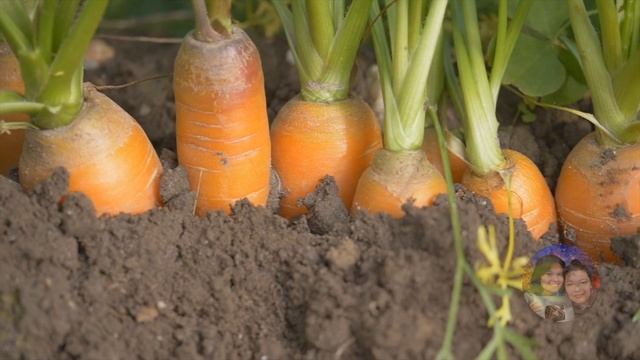 Какие продукты нельзя хранить в холодильнике уберите их скорее смотреть онлайн