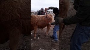 Как легче повалить бычка!