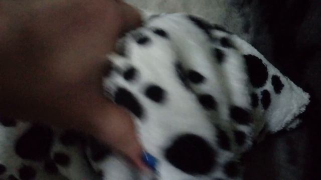 Шпиц Цаца кряхтит после купания (Spitz Tsats After Bathing)