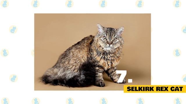 Cats 101 : Best Cat Breeds For Cuddling