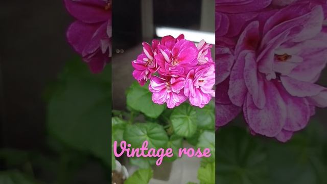 Пеларгония плющелистная Vintage rose #пеларгония смотреть онлайн