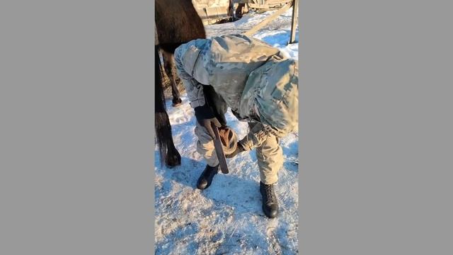 Натуральная расчистка. Здоровые копыта. смотреть онлайн