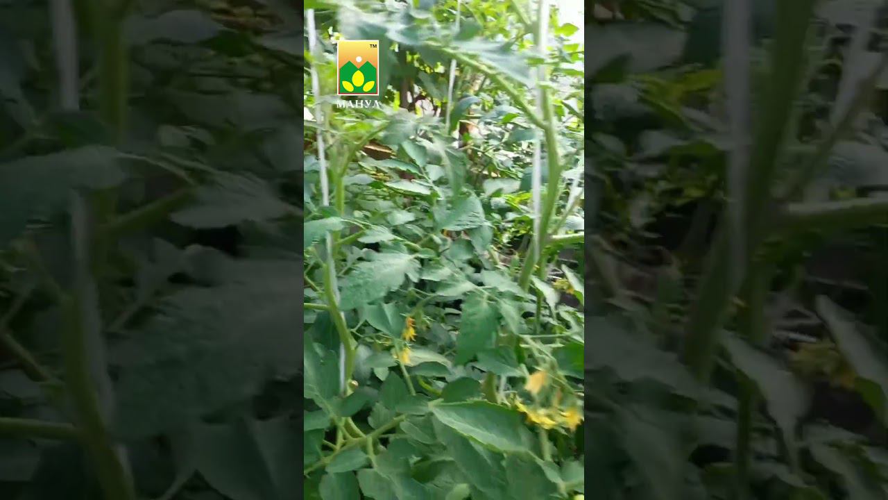 #совет как держать #томат в балансе, а вам быть #вресурсе #агрофирма #огород #дача #сад #семена