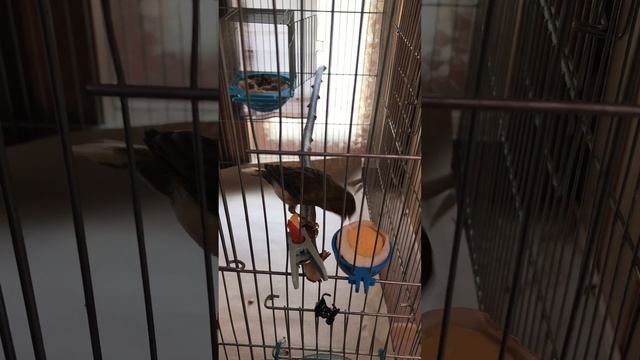 Отварные яйца обязательны для питания канареек смотреть онлайн