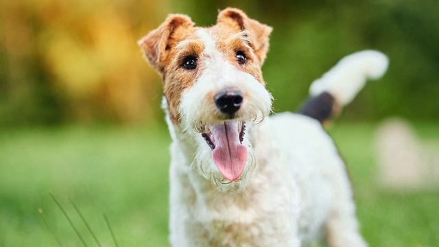 ► Fox Terrier Breed [2020] Temperament & Training смотреть онлайн