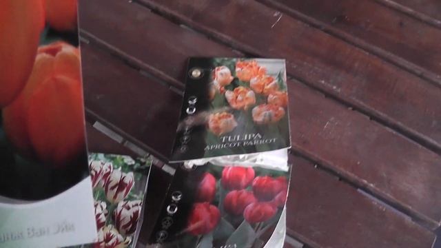 Tulip Ice Cream и другие тюльпаны.