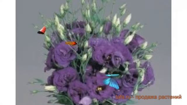 Эустома обыкновенная Дип Блю ? эустома Дип Блю обзор: как сажать семена эустомы Дип Блю смотреть онлайн