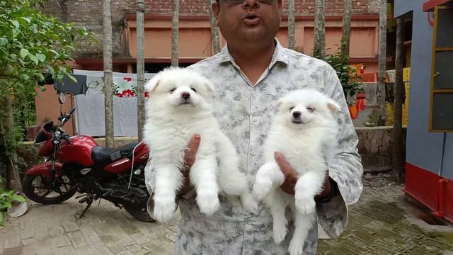 না ঠকে আগে বাচ্ছা চিনুন তার পর কিনুন ! Home Breed Puppy Sell In Dankuni | Kolkata Pet Market смотреть онлайн