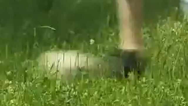 Детский лагерь Авторской школы Бойко смотреть онлайн