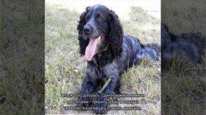 Русский спаниель: характеристика охотничьей породы