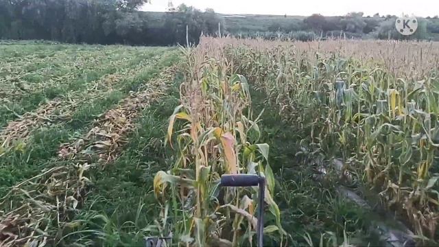 Сладкая кукуруза, всё растение идет в дело!!! смотреть онлайн