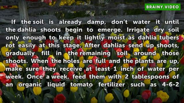 How to Grow Dinner Plate Dahlias смотреть онлайн