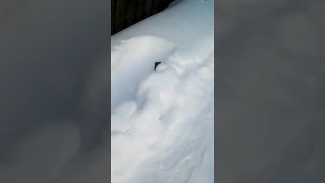 Разбиваю старый телефон fly! смотреть онлайн