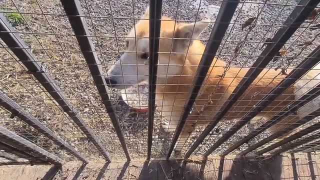 Новорожденные щенки таксы чувствуют себя хорошо/Щенок Ника восстанавливается после болезни смотреть онлайн