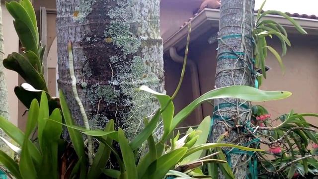Rhynchostylis Gigantea ( Peach )