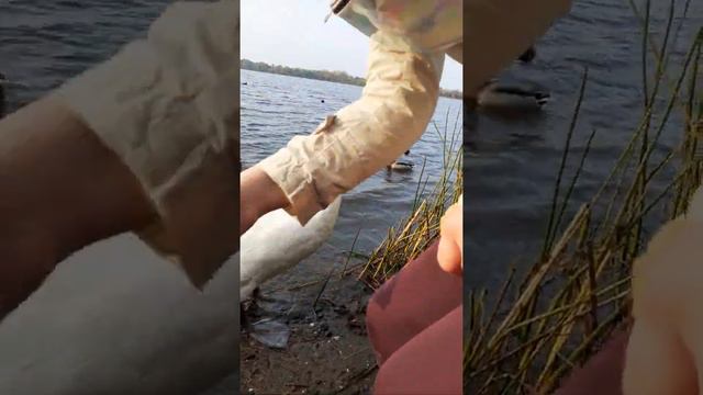 Голодный и злой Лебедь смотреть онлайн