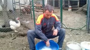 Как обрабатываем кур от вшей, клещей и пероедов