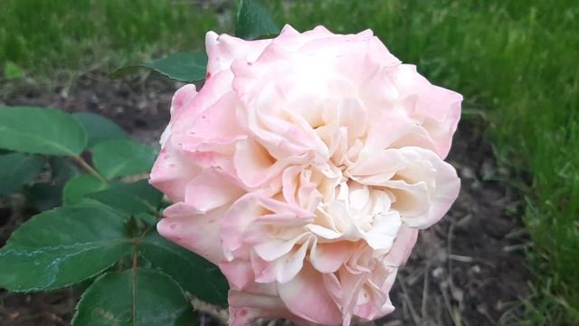 Роза Вестминстерское аббатство//rose WESTMINSTER ABBEY