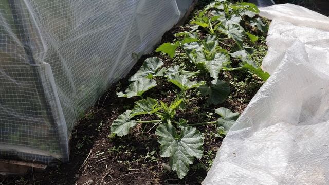 Как я полностью избавился от улиток с помощью боверии смотреть онлайн