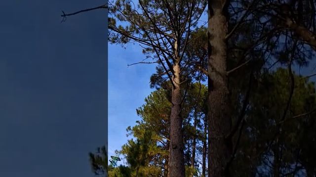 ⛔ Дендрарий, ОПАСНО ШИШКА секвойи, хорошо не по голове #Марияlifestyle #сочи2023 #дендрарийсочи смотреть онлайн