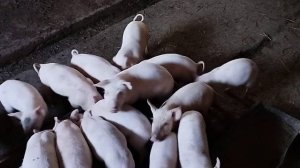 Свиньи как бизнес,Простым языком.