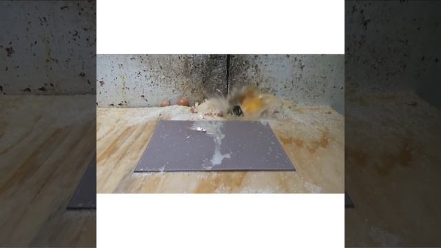 Как починить iPhone/смартфон который упал в воду смотреть онлайн