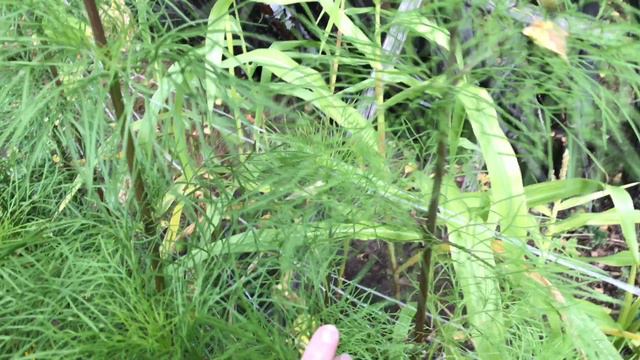 Бабье лето пришло. Намечаю план работ смотреть онлайн